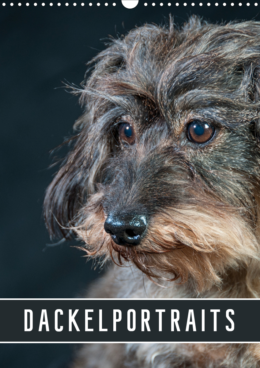 Dackelportraits