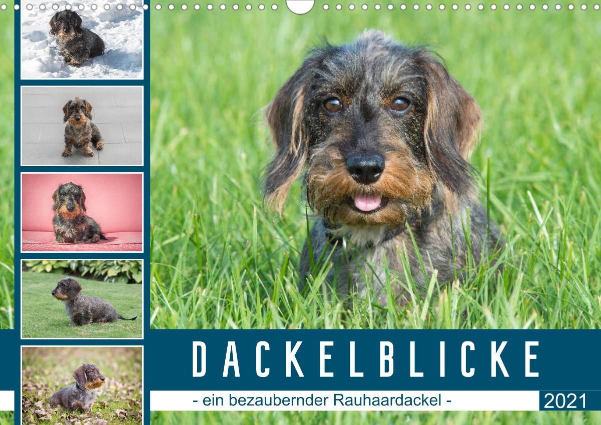 Dackelblicke